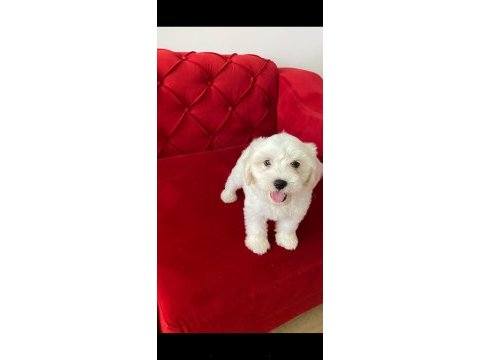 Maltese terrier sıfır numara teacup bebeklerim