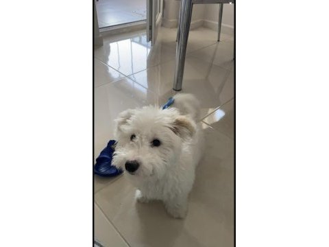 5 aylık erkek terrier white eğitimli