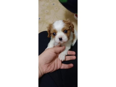 3 aylık erkek bebek king charles