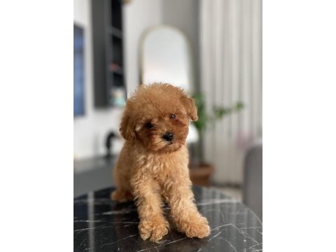 Teacup erkek toy poodle yavrumuz yeni ailesini aramakta