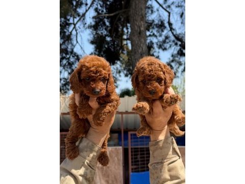 Kore toy poodle yavrularımız 