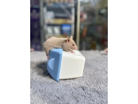 Birbirinden tatlı syrian hamsterlar
