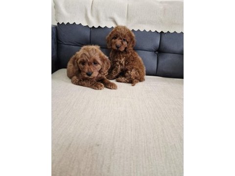 Podul maltipoo köpekler