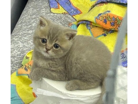 British shorthair akıl küpüm