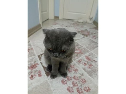 1 yaşında scottish fold
