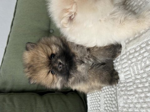Pomeranian yavrumuz