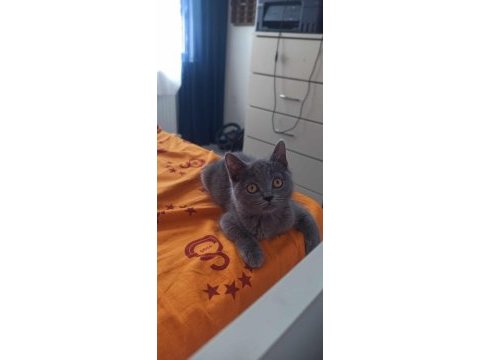 4 aylık dişi uysal british shorthair kedimiz