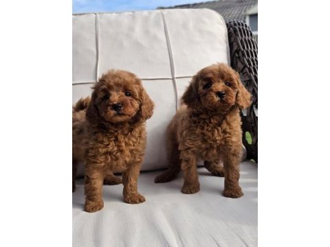 Eğitilebilir toy poodle yavruları ile evinize neşe katın
