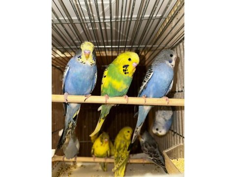 Jumbo yavru muhabbet kuşlarımız