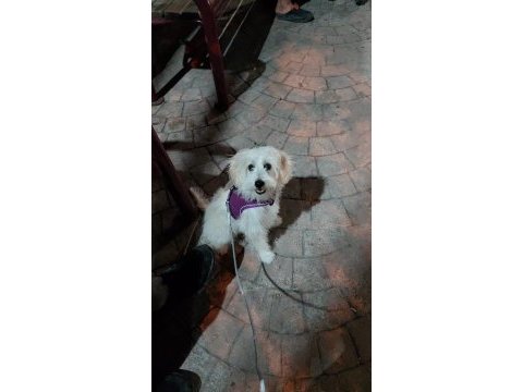 6 aylık tüm aşıları tam dişi köpeğimiz