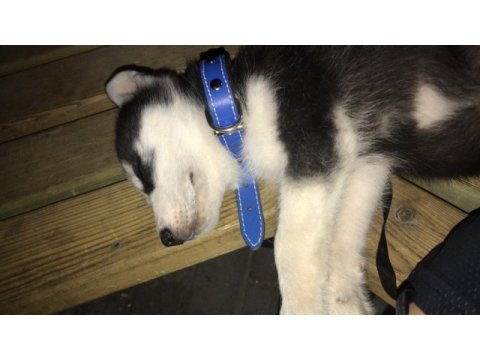 3 aylık erkek husky