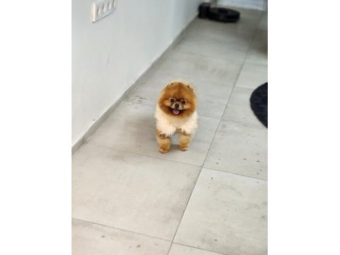 Şampiyon efsane erkek yetişkin pomeranian
