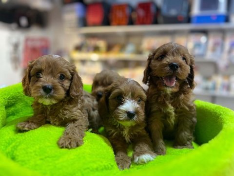 Tüy dökmeyen hipoalerjenik saf kan maltipoo yavrular