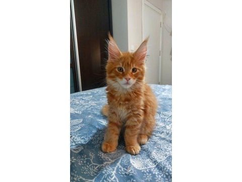 Full şecereli maine coon ünvanlı ebeveynlerden
