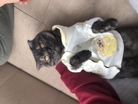 Scottish fold kedimiz ücretsiz