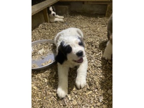 Saint bernard sc yavrularımız