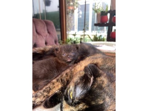 Erkek 1.5 aylık kedimiz