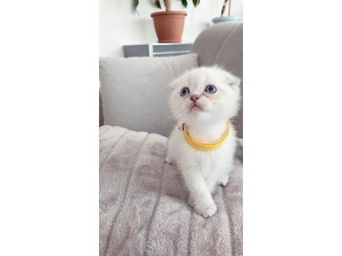 Scottish fold ve blue point yavrularımız