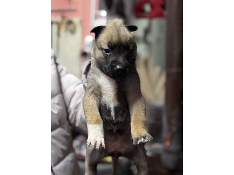 Belçika malinois a kalite yavrular