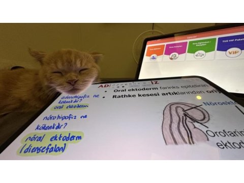 Izmir cigli 9 aylik kısıt erkek kedimizi sahiplendirme