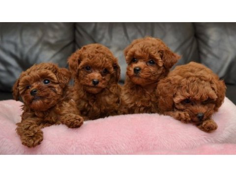 Toy poodle kore kan yavrular sıfır boy