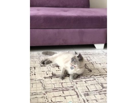 Maya’mıza aile arıyoruz british shorthair