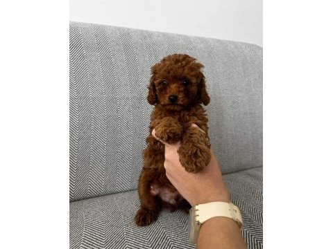 Orijinal toy poodle bebekleri