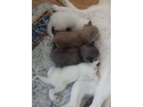 Safkan british shorthair bebekler - renk renk