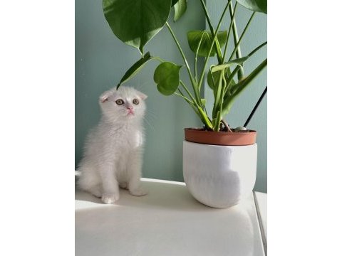 Safkan erkek scottish fold yavrularım sahiplendirilme hazır