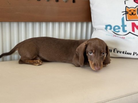 Petmode köpek çiftliğinde ziyarete açık dachshund