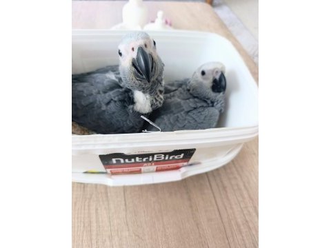 Jako papağanı yavrularımız yeni ailelerine gitmeye hazır