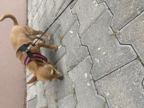 10 aylık şivava