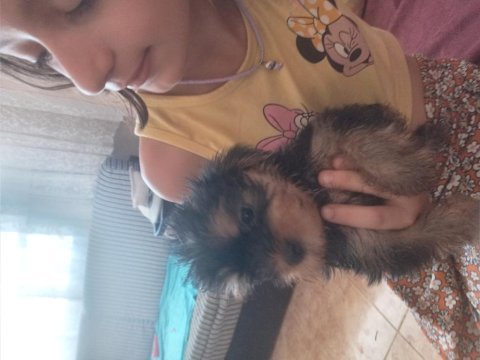 Kendi yorkshire terrier yavrularımız