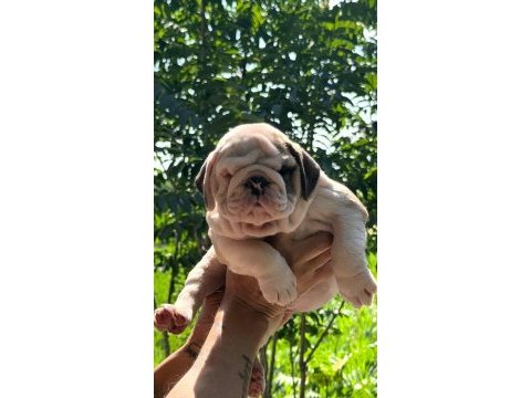 Tombiş bulldog çocuklar