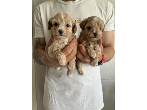 Maltipoo kore kan bebekler