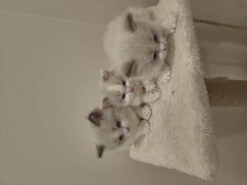 Blue bicolor ragdoll yavrular - henüz 1 aylık