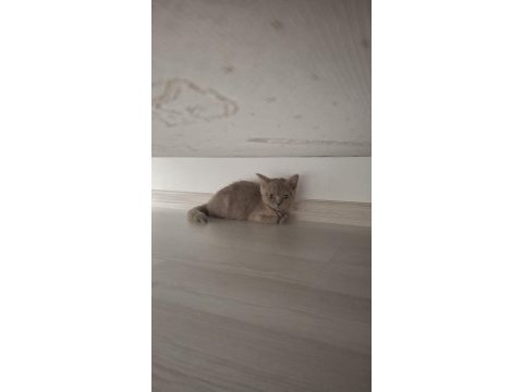 3 aylık british shorthair