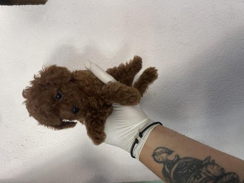 Efsane poodle yavrularımız