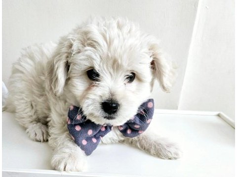 Maltese terrier köpeği