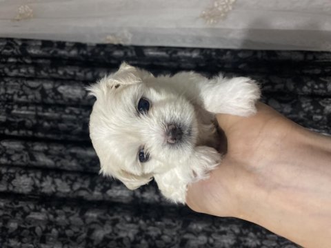 Maltese terrier 1 aylık