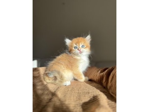 Golden ny12 mükemmel kalite british longhair
