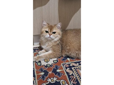 British shorthair golden yetişkin dişi