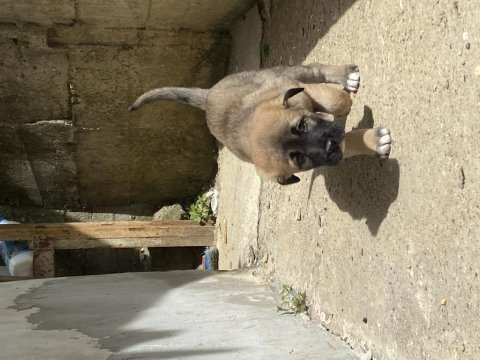 Dişi anadolu çoban köpeklerimiz yeni yuvasını arıyor