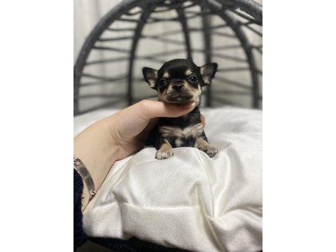 Kalite şivava bebek köpekler
