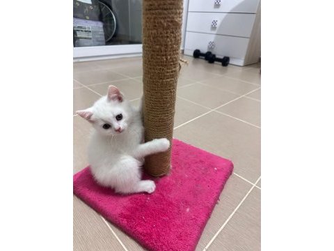 Safkan kedimizin yavruları
