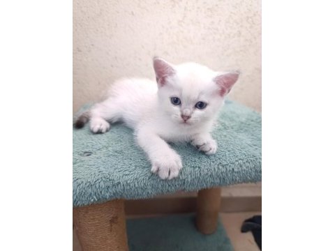 British shorthair golden ve silver point bebekler