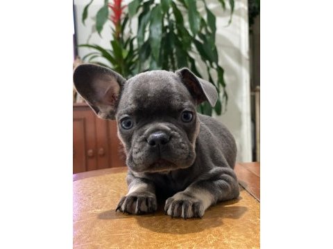 Egzotik french bulldog bebekleri