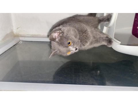 Acil sahiplendirme british shorthair