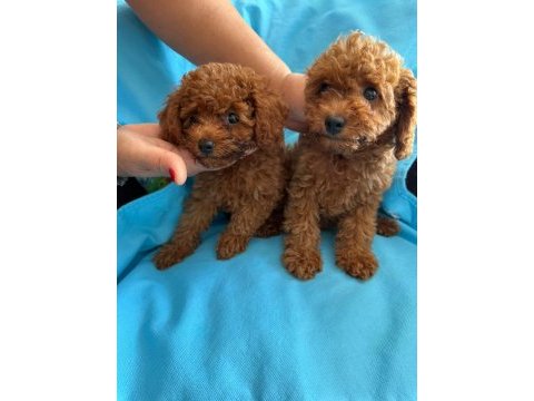 Toy poodle yavrularımız