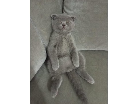 2 aylık scottish fold miniğim yeni yuvasına hazır
